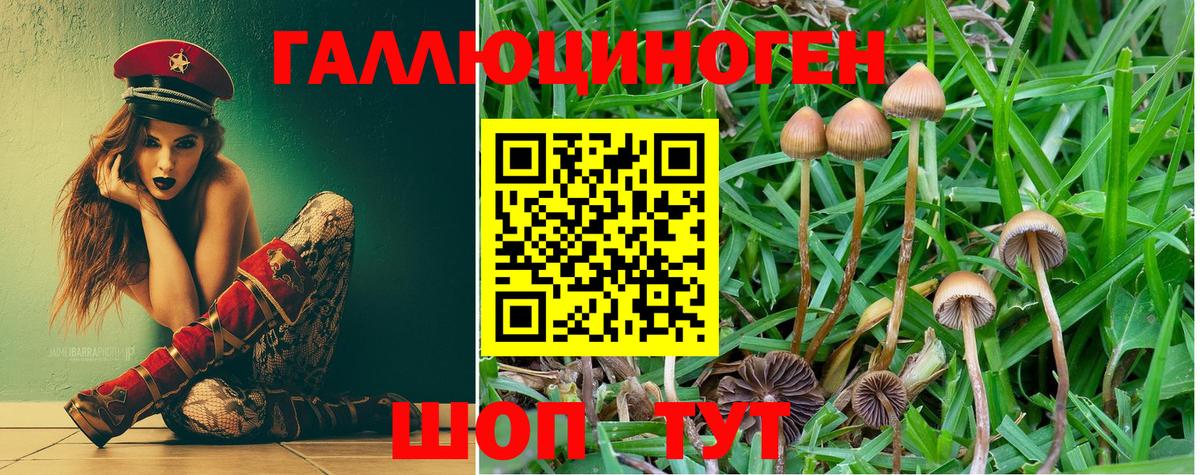 Галлюциногенные грибы Cubensis Барабинск